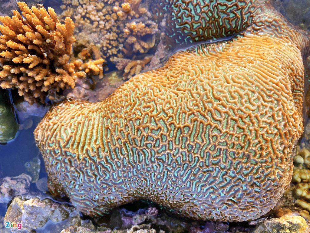 unique open air coral forest on the middle coast of vietnam